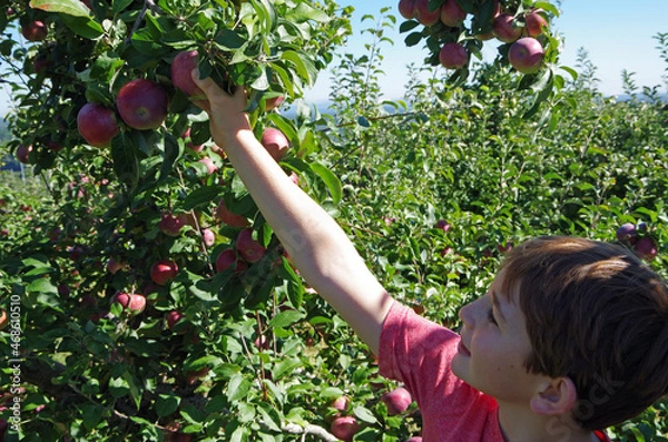 Fototapeta Young boy reaching to pick an apple from an apple tree at an apple orchard on a sunny day.