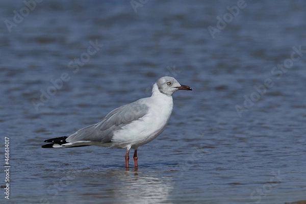 Fototapeta Grey-headed gull (Chroicocephalus cirrocephalus)