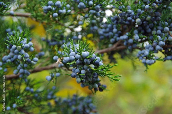 Fototapeta Juniper berries on a juniper tree branch