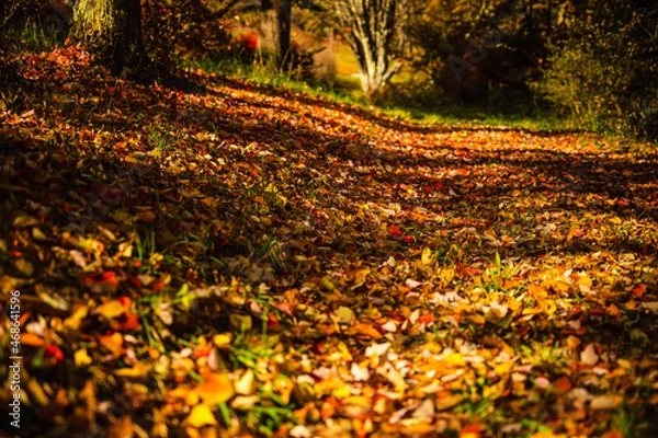 Obraz 紅葉の絨毯　大峰高原