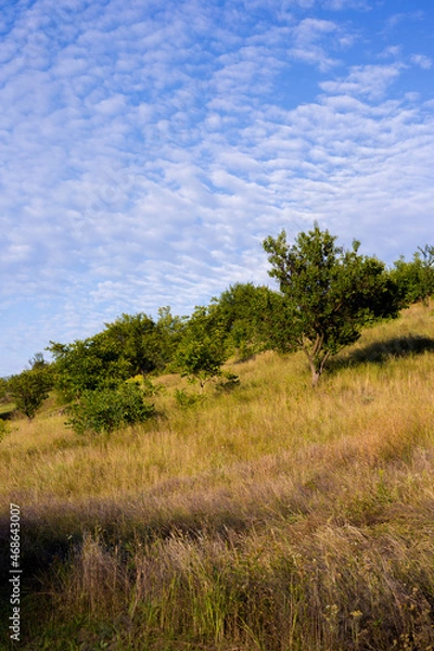 Obraz landscape with trees