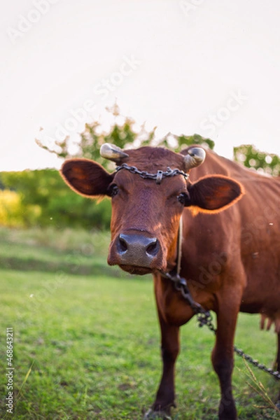 Obraz cow in a field
