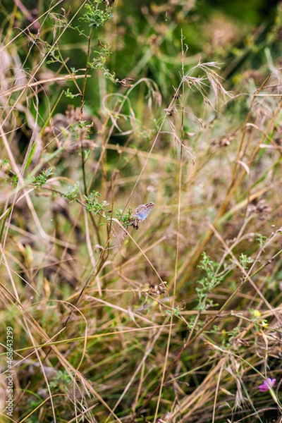 Obraz dragonfly on the grass