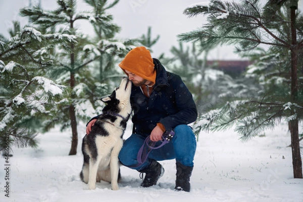Fototapeta Husky dog kissing red-head bearded man in jacket in a winter forest