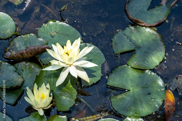 Obraz Vitoria Regia
