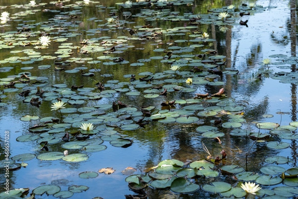 Obraz Vitoria Regia
