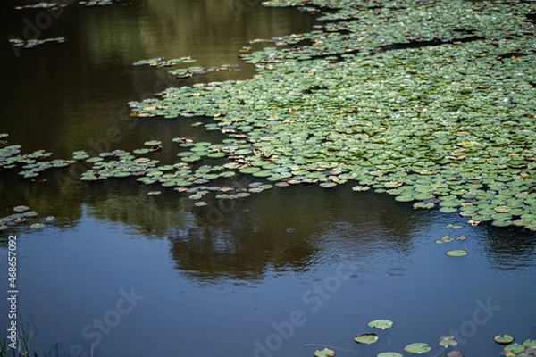 Obraz Vitoria Regia