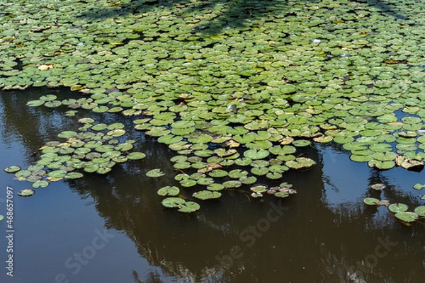 Obraz Vitoria Regia