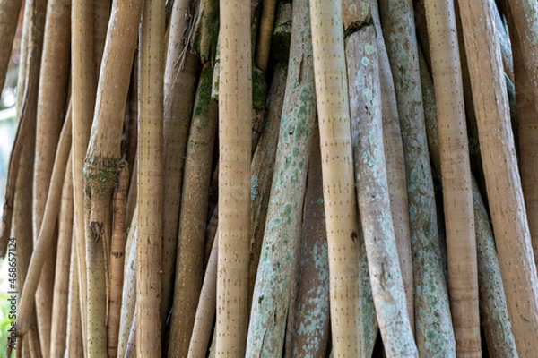 Obraz Pandanus Utilis Bory