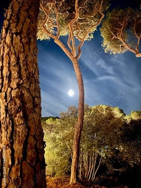 Obraz Waldspaziergang 