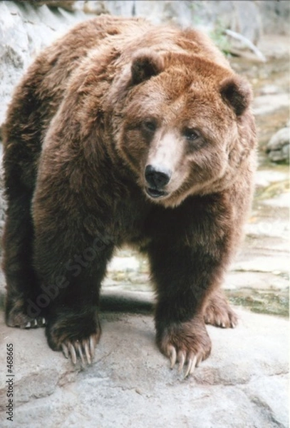 Fototapeta brown bear