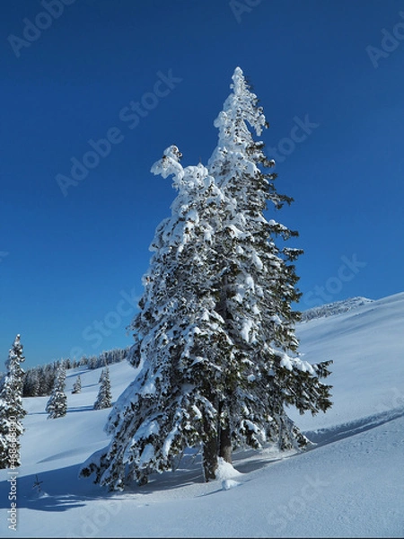 Fototapeta Waltzing trees