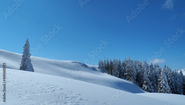 Fototapeta Lonely fir tree separated from the cluster