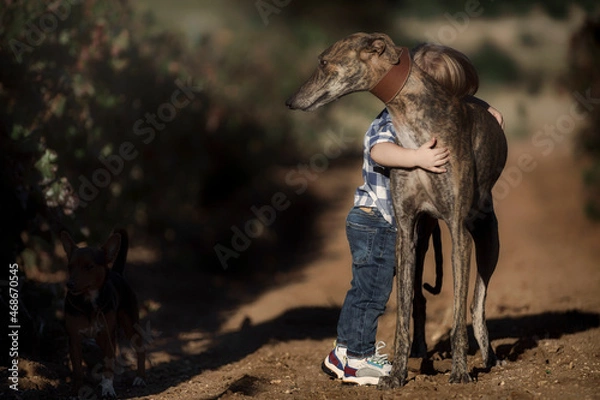 Fototapeta Niño rubio en el campo abrazando a su mascota, un galgo español de pura raza, mostrando mucha ternura.