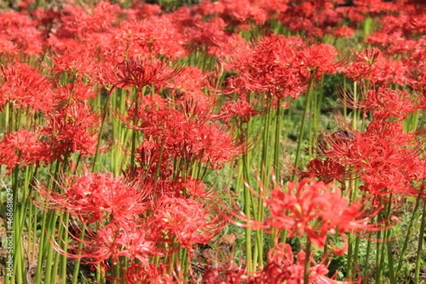 Fototapeta 密生して花を咲かせている「ヒガンバナ」