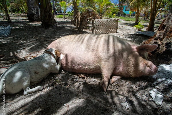 Obraz humm du bon lait