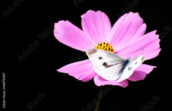 Fototapeta Closeup of a cabbage white butterfly on a pink cosmos flower. Latin name, pieris rapae