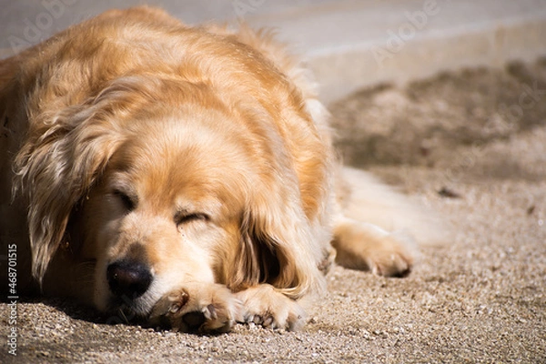 Fototapeta A golden retriever takes a nap outside. 