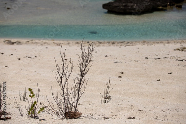 Obraz Survie des embruns 