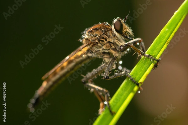 Fototapeta Robber fly on the branch looking for prey