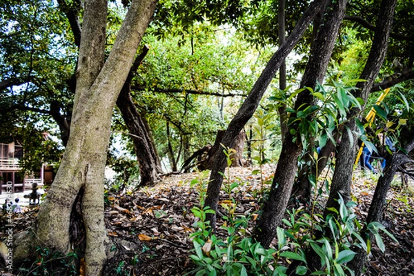 Fototapeta 猪名野神社の情景