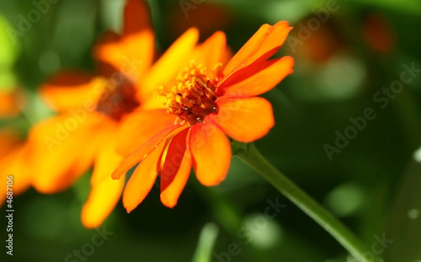 Fototapeta Orange Flower