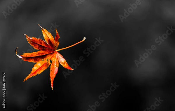 Fototapeta Closeup of an autumn maple leaf against a dark background. 
