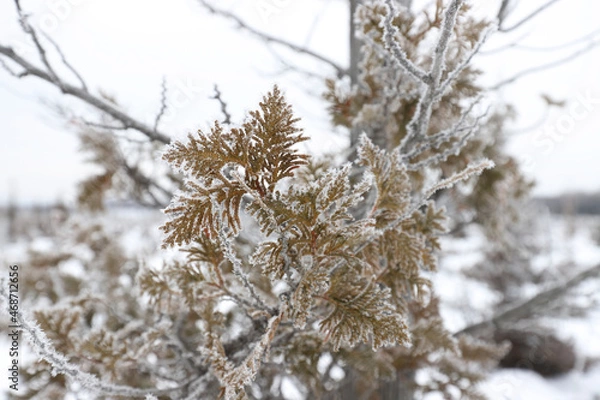 Obraz snow covered branches