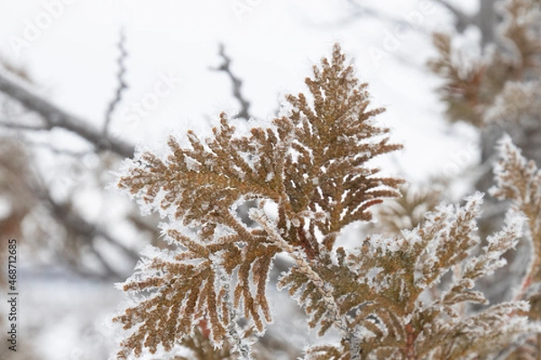 Obraz snow covered tree