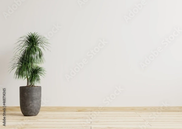 Obraz Empty room white walls with beautiful plants sideways on the floor.3d rendering.