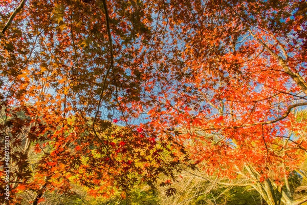 Obraz 紅葉の季節