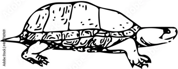 Fototapeta Mud turtle illustration in black and white isolated on white background