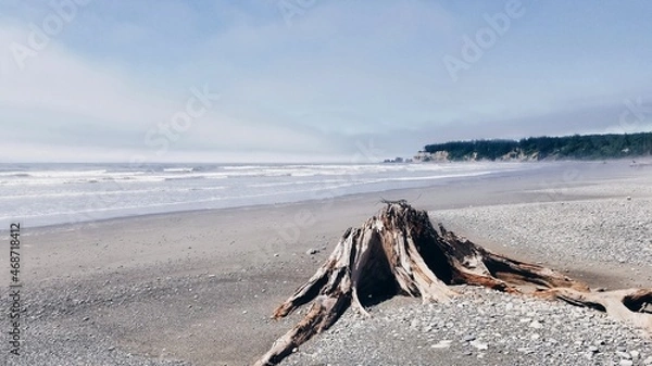 Obraz The White Stump Waits