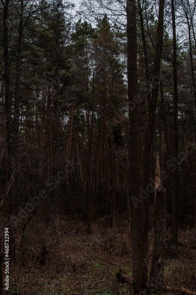 Fototapeta trees in the forest
