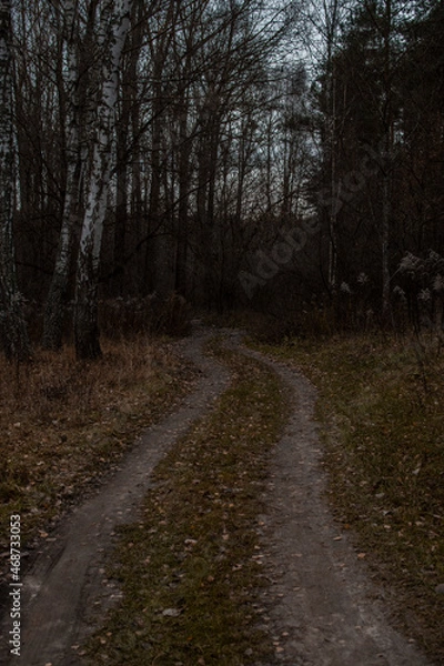 Fototapeta path in the forest