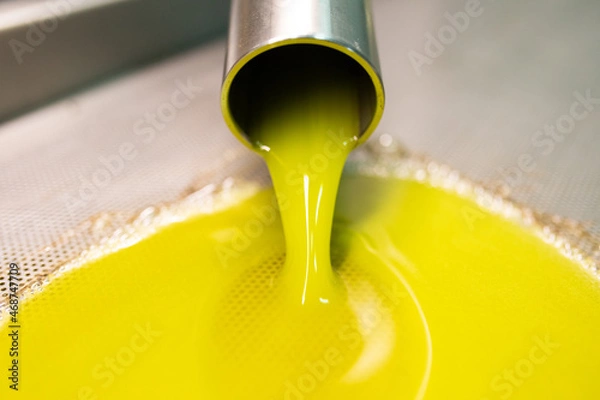 Obraz Produzione olio extra vergine di oliva, puglia