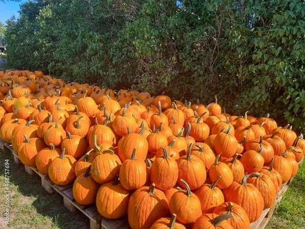 Obraz Kürbis halloween