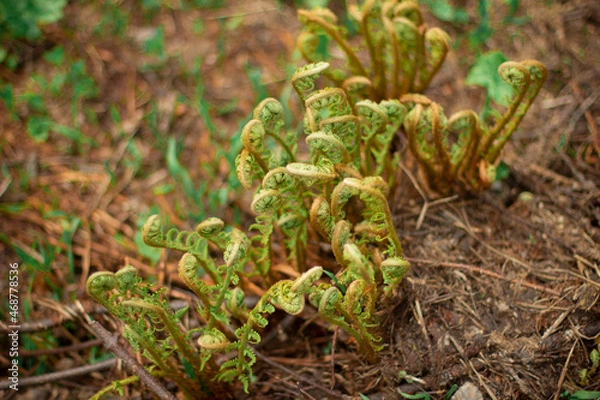 Fototapeta mountain flower