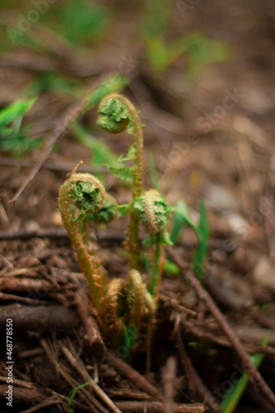 Fototapeta mountain flower