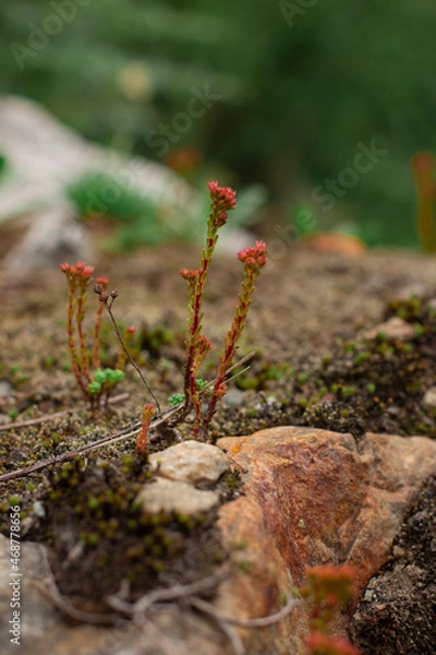 Fototapeta moss on the tree