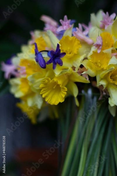 Fototapeta bee on flower