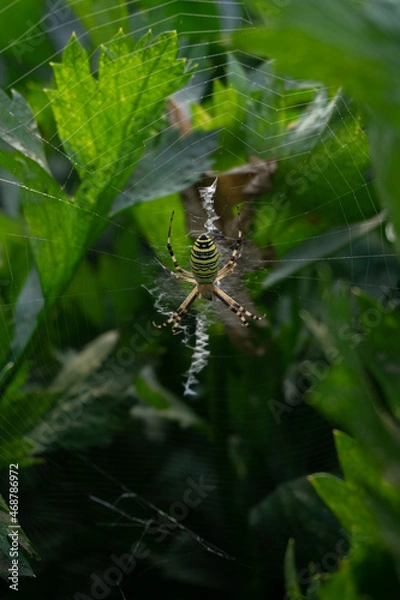 Fototapeta spider on a web