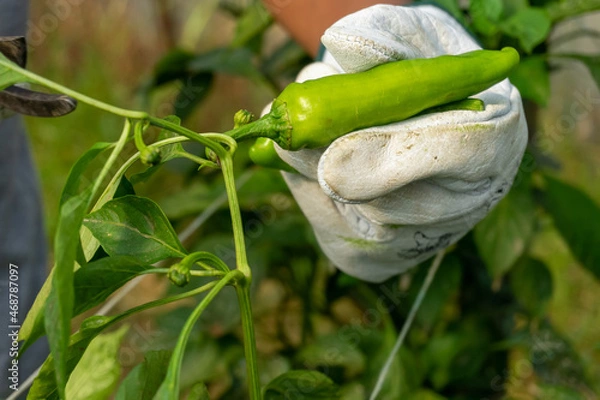 Fototapeta green pepper