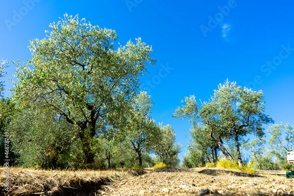 Fototapeta tree in the field