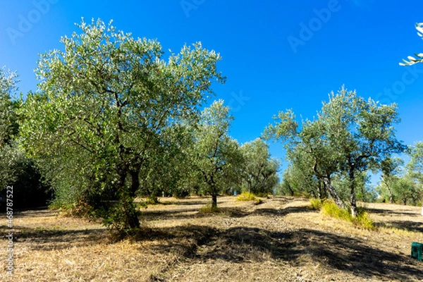Fototapeta tree in spring