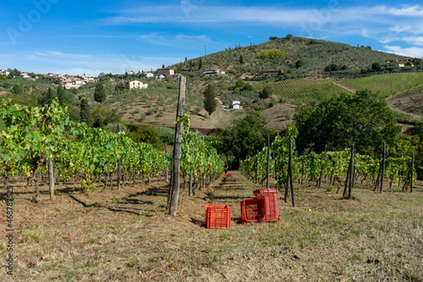 Fototapeta vineyard