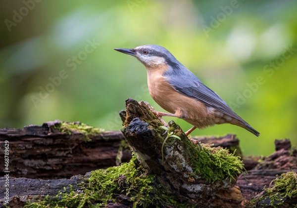 Obraz Nuthatch 