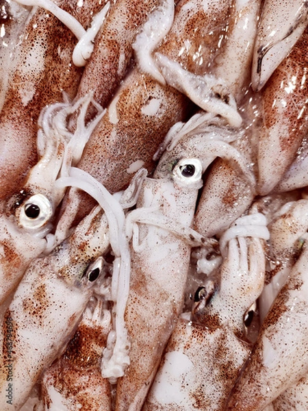 Obraz Fresh squid pattern background
