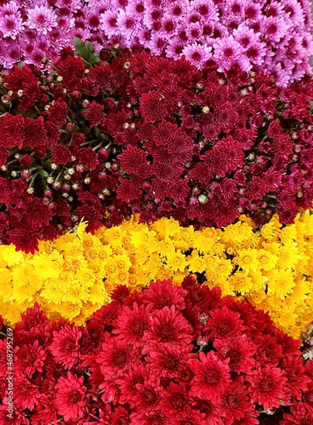 Obraz chrysanthemum multiflora flowers pattern background