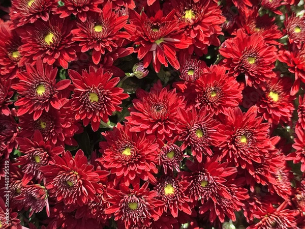 Obraz chrysanthemum multiflora flowers pattern background